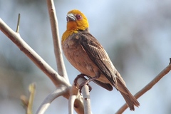 Ploceus sakalava