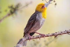 Ploceus sakalava