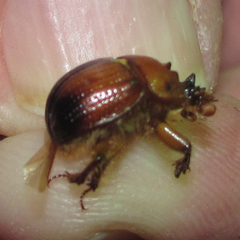 Bolbocerosoma elongatum