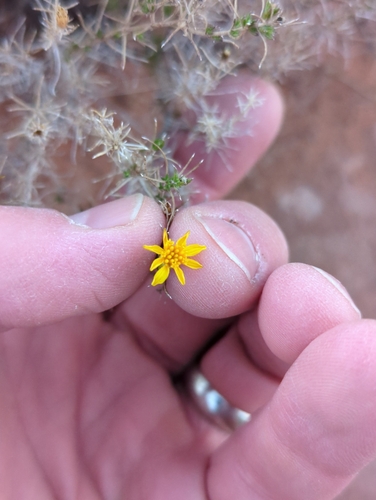 Image of Thymophylla acerosa by no rights reserved