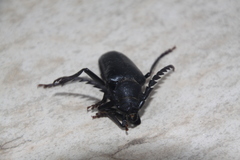 Prionus besikanus