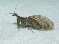Plega dactylota