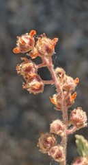 Holodiscus discolor microphyllus