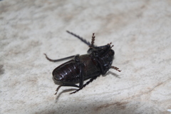 Prionus besikanus