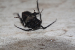 Prionus besikanus