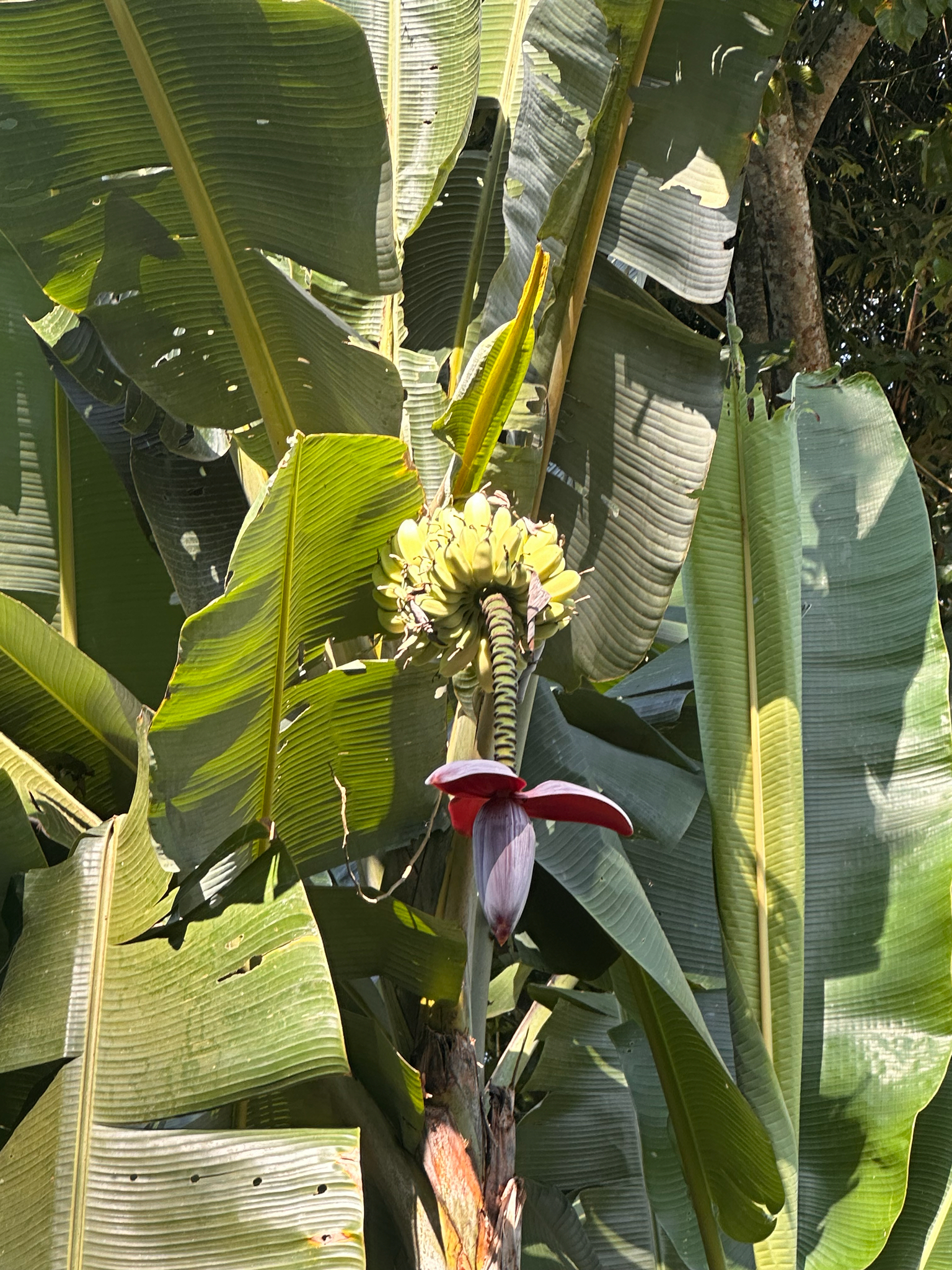 Imagem de Bananeira selvagem