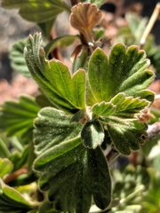 Holodiscus discolor microphyllus