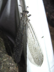 Vella fallax texana