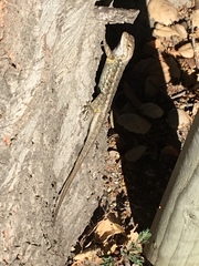 Sceloporus occidentalis