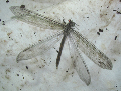 Vella fallax texana