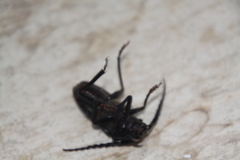 Prionus besikanus