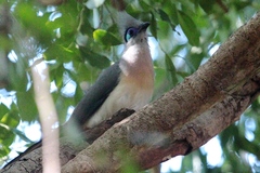 Coua cristata