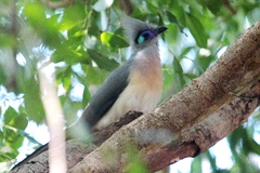 Coua cristata