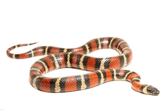 Ruthvens Kingsnake photo 2