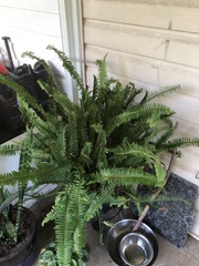 Nephrolepis obliterata