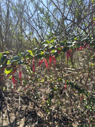iNaturalist observation photo of Fuchsiaflower Gooseberry