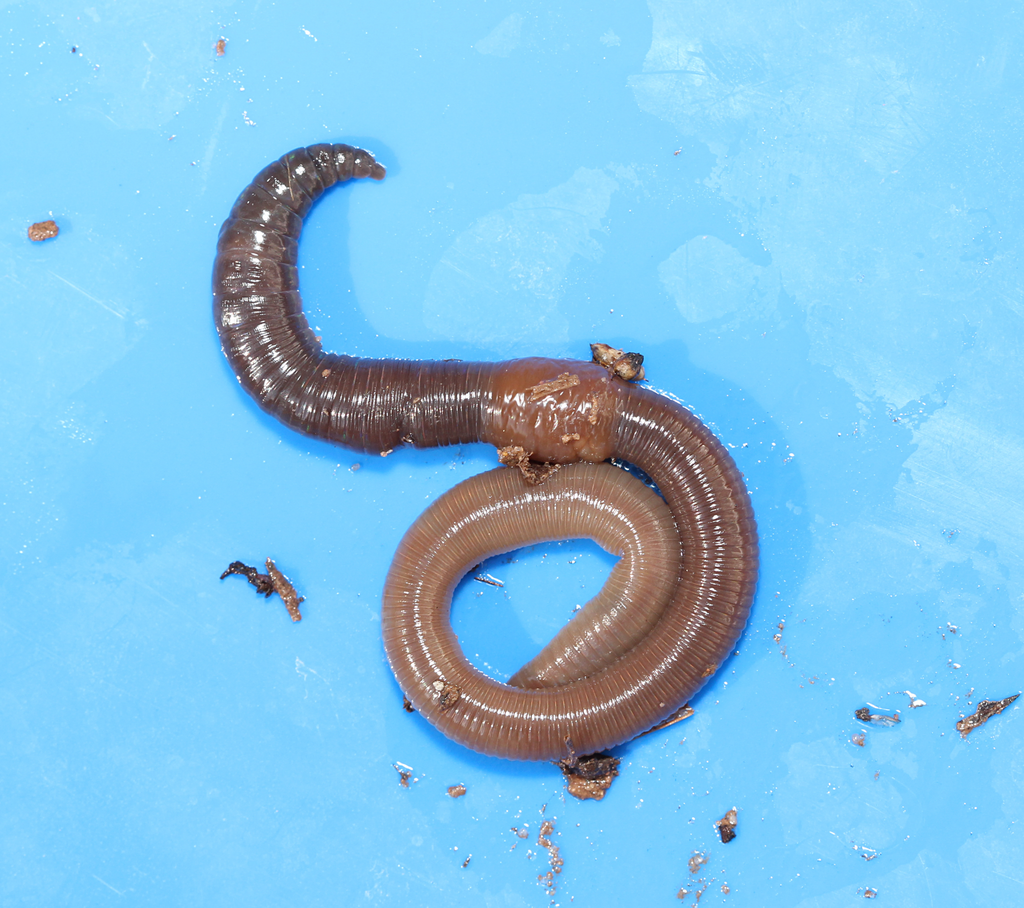 Black-headed Worm (Aporrectodea longa) &middot; iNaturalist