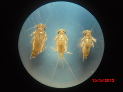 Hagenulopsis