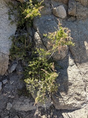 Holodiscus discolor microphyllus