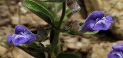 Scutellaria antirrhinoides