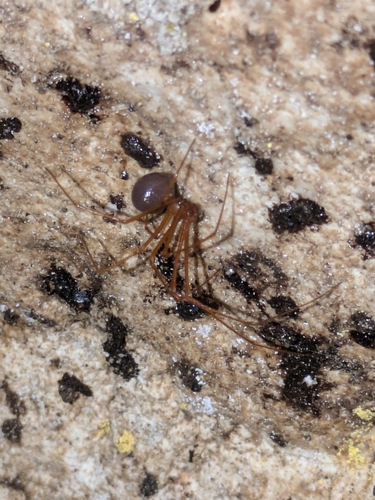 Gaucelmus cavernicola