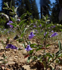 Scutellaria antirrhinoides