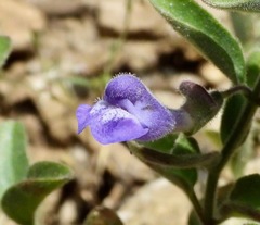 Scutellaria antirrhinoides