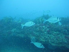 Nemadactylus macropterus