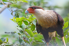 Caracara plancus image