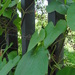 Dioscorea galeottiana - Photo (c) nihaib,  זכויות יוצרים חלקיות (CC BY-NC-SA), הועלה על ידי nihaib