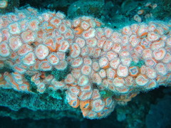 Corynactis australis