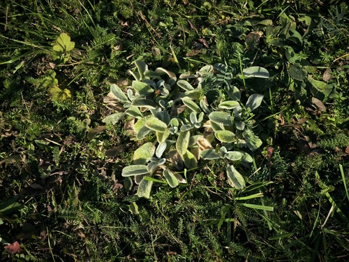 Наблюдение на iNaturalist