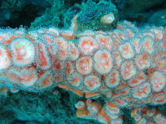 Corynactis australis