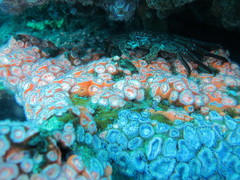 Corynactis australis