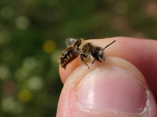 Andrena rhenana