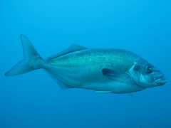 Latridopsis ciliaris