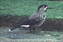 Nucifraga caryocatactes