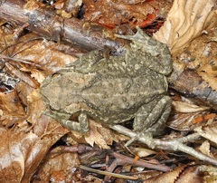 Bufo stejnegeri