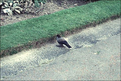 Nucifraga caryocatactes