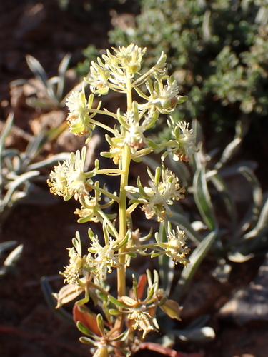 Reseda diffusa (Reseda diffusa)