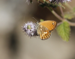 Coenonympha corinna