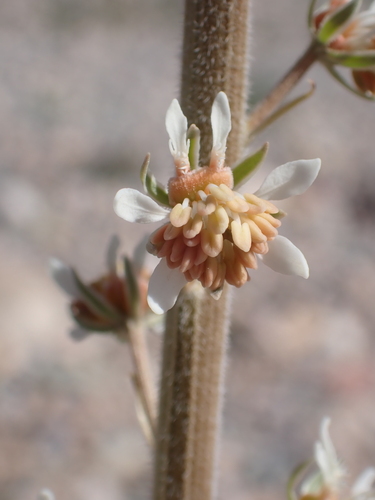 Image of Reseda villosa by (c) Sylvain Eichhorn, some rights reserved (CC BY)