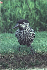 Nucifraga caryocatactes