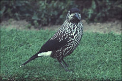 Nucifraga caryocatactes