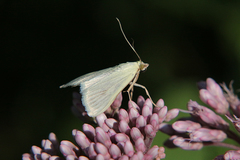 Sitochroa palealis
