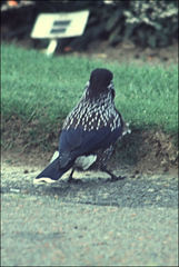 Nucifraga caryocatactes