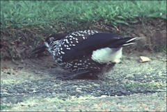 Nucifraga caryocatactes