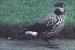 Nucifraga caryocatactes