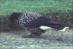 Nucifraga caryocatactes