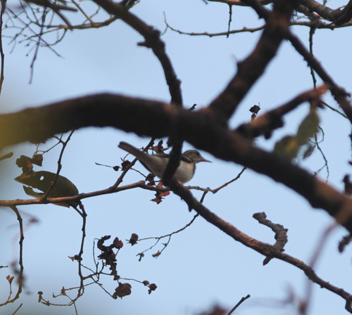 Forest Wagtail (Dendronanthus indicus), photo 4